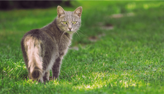 Gatos atendem pelo nome? Será que entendem? Descubra agora!