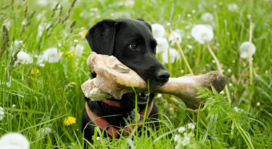 Ossos para cachorro - Que tipo ele pode comer? Confira!