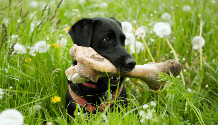 Ossos para cachorro - Que tipo ele pode comer? Confira!