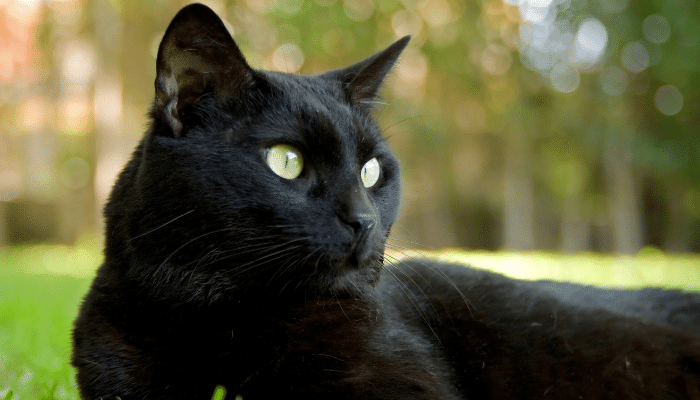 3 Raças de Gato Preto adoráveis para você escolher. Saiba mais!