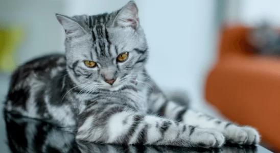 American Shorthair – Descubra mais sobre este gato atlético e adaptável