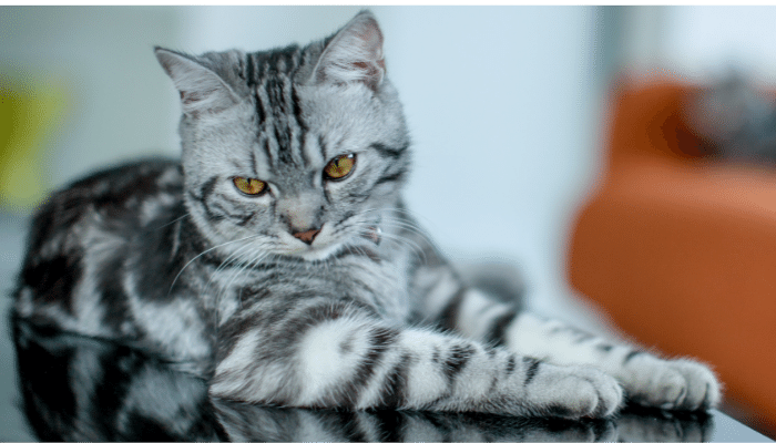 American Shorthair – Descubra mais sobre este gato atlético e adaptável