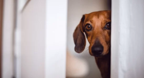 Cachorro com medo de trovão - Como fazer para acalmar? Confira!