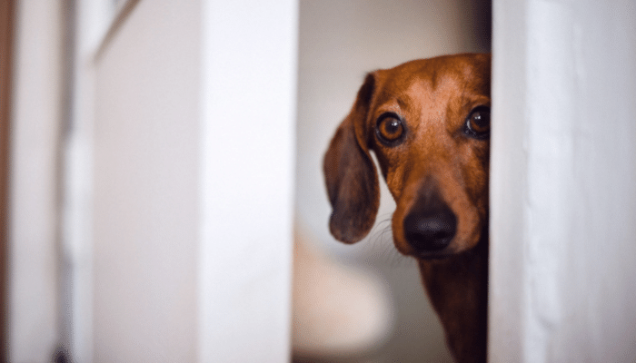 Cão com medo de trovão - Como fazer para acalmar? Confira!