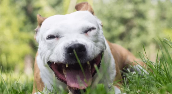 Cachorro com tosse - Causas possíveis. Descubra agora!