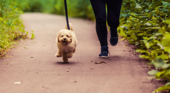 Cachorro muito agitado - Como acalmar o seu pet? Saiba agora!