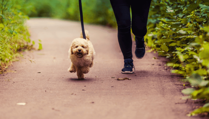 Cachorro muito agitado - Como acalmar o seu pet? Saiba agora!