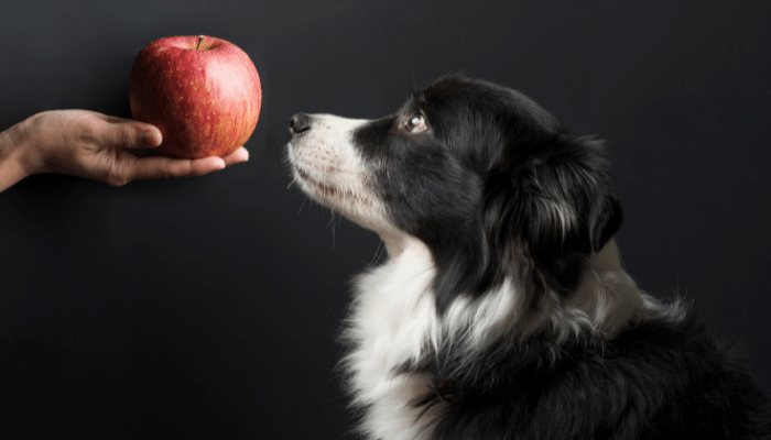 Cachorro pode comer maçã - Confira se pode e quais os benefícios