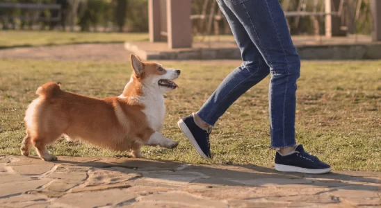 Cachorro segue seu dono - Descubra quais são os motivos!