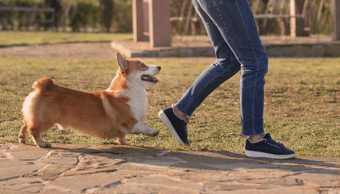 Cachorro segue seu dono - Descubra quais são os motivos!