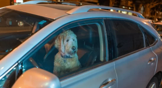 Cachorro sozinho preso em um carro - O que fazer? Confira!