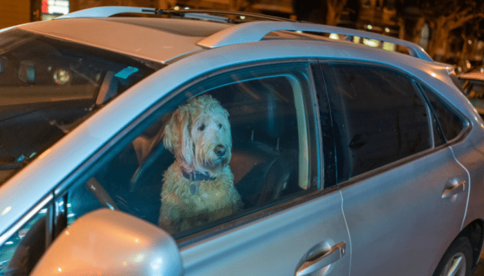 Cachorro sozinho preso em um carro - O que fazer? Confira!