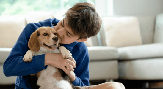 Cachorros dóceis - 3 opções de raças para sua escolha