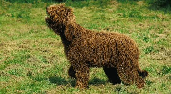 Cão Barbet - Saiba mais sobre essa raça que adora esportes