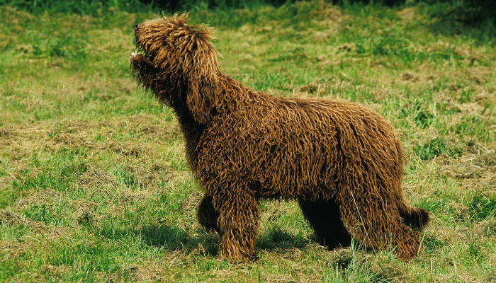 Cão Barbet - Saiba mais sobre essa raça que adora esportes