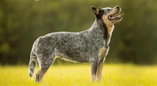 Cão Burriler - Saiba mais sobre essa raça ativa e resistente!