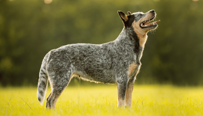 Cão Burriler - Saiba mais sobre essa raça ativa e resistente!