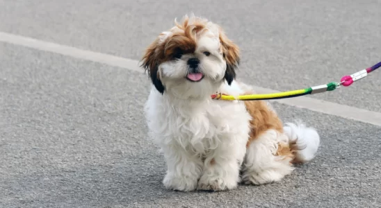 Cão Shichon - Descubra mais sobre essa raça híbrida!