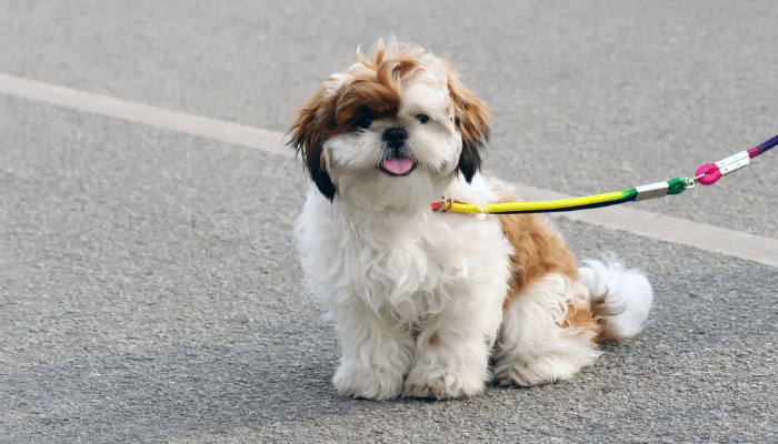 Cão Shichon - Descubra mais sobre essa raça híbrida!