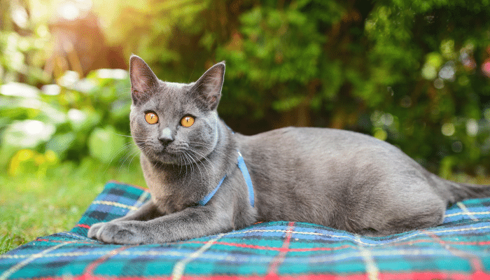 Chartreux - Descubra mais sobre esse gato calmo e silencioso!