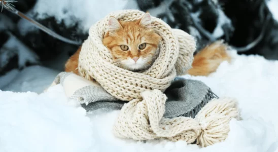 Gato com frio - Descubra como perceber e ajudar o seu felino