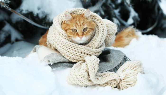 Gato com frio - Descubra como perceber e ajudar o seu felino