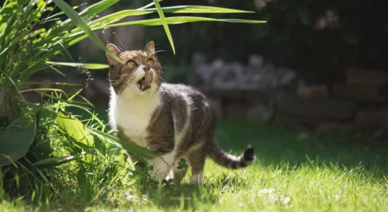 Gato comendo insetos - Como fazer ele parar? Saiba mais!