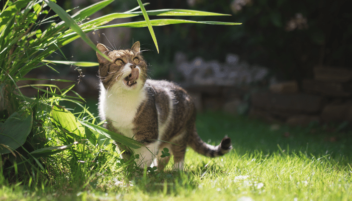 Gato comendo insetos - Como fazer ele parar? Saiba mais!