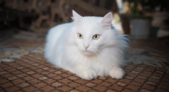 Gato da raça Angorá - Descubra mais sobre esse felino famoso!