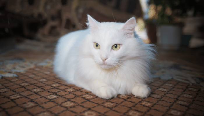 Gato da raça Angorá - Descubra mais sobre esse felino famoso!