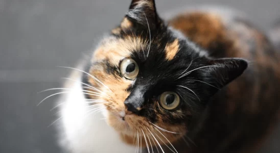 Gato pode comer pão ou pode fazer mal? Descubra agora!