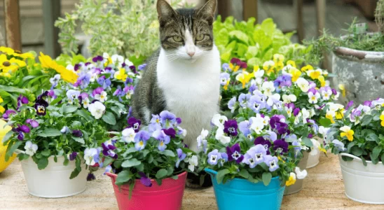 Gatos enxergam as cores? Saiba se eles veem as cores como nós