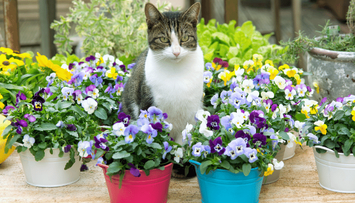 Gatos enxergam as cores? Saiba se eles veem as cores como nós