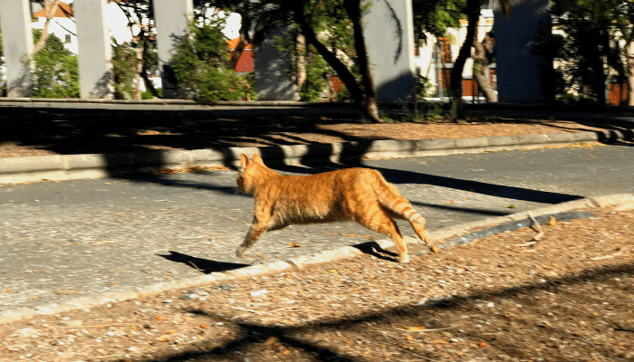 Gatos fogem de casa - Por que eles fazem isso? Confira!