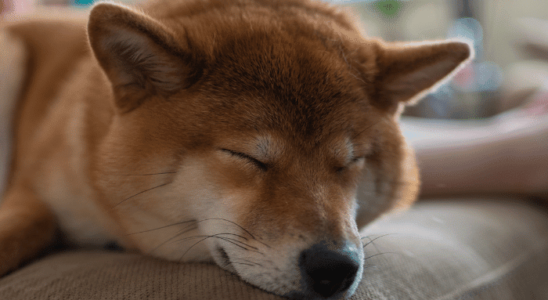 Quantas horas um cachorro dorme? Descubra agora!