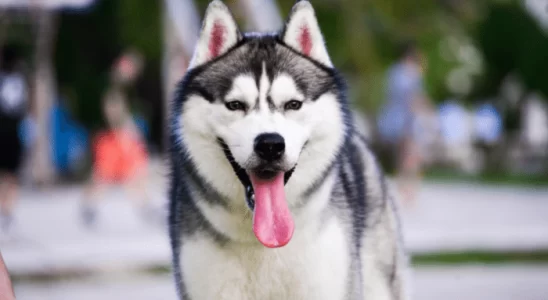 Raça de cachorro Husky Siberiano - Confira algumas curiosidades