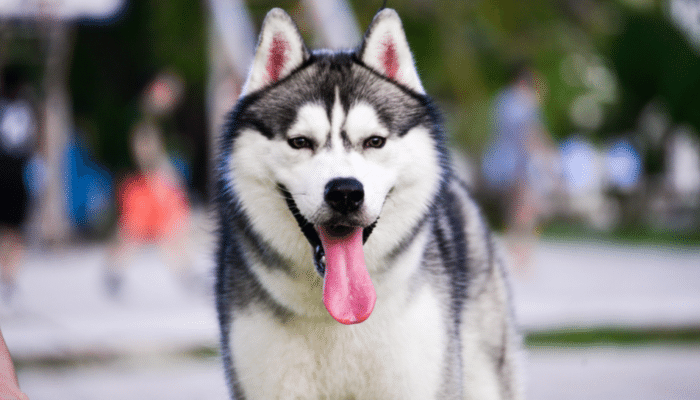 Raça de cachorro Husky Siberiano - Confira algumas curiosidades