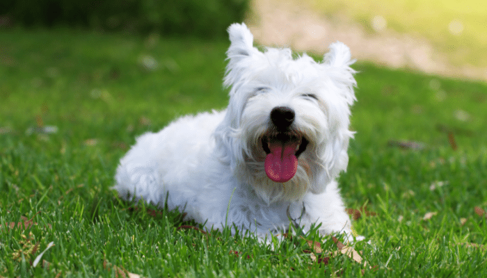 Seu cachorro te ama? Descubra os sinais usados para demonstrar