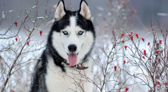 Cachorros parecidos com Husky Siberiano - Confira agora 3 raças