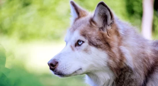 Cachorros que parecem lobos - Descubra algumas dessas raças!