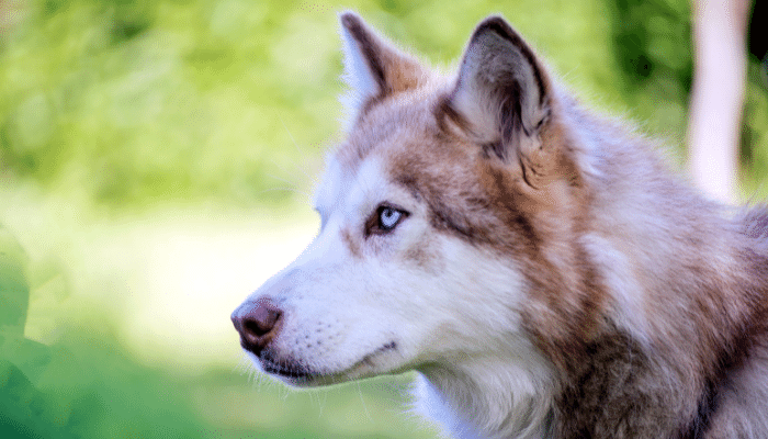 Cachorros que parecem lobos - Descubra algumas dessas raças!