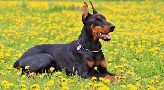 Cão Doberman - Forte e intimidador. Pode ser dócil também!