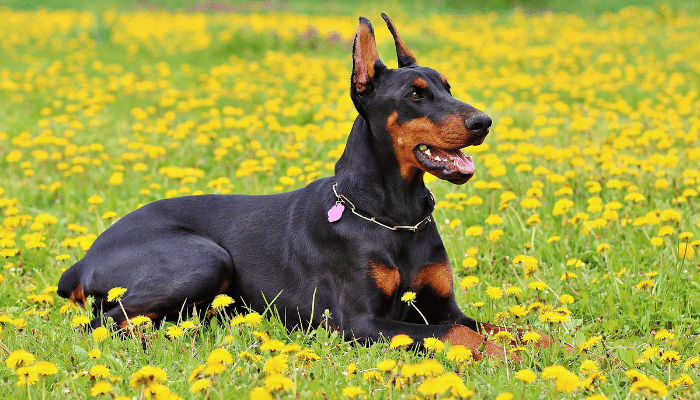 Cão Doberman - Forte e intimidador. Pode ser dócil também!