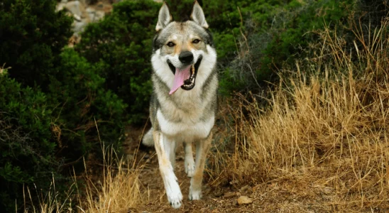 Cão Lobo Checoslovaco - Parece um lobo, mas não é. Saiba mais!