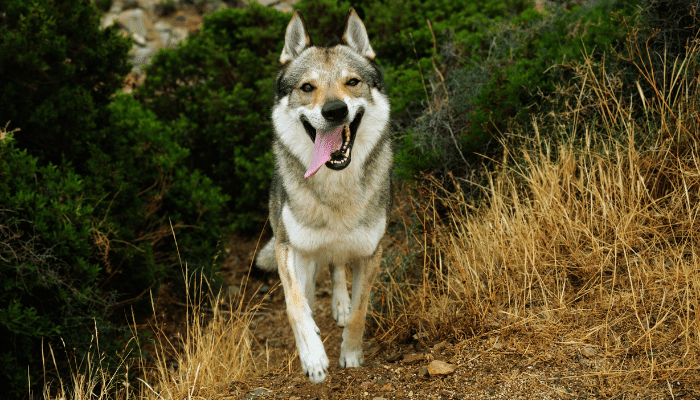 Cão Lobo Checoslovaco - Parece um lobo, mas não é. Saiba mais!