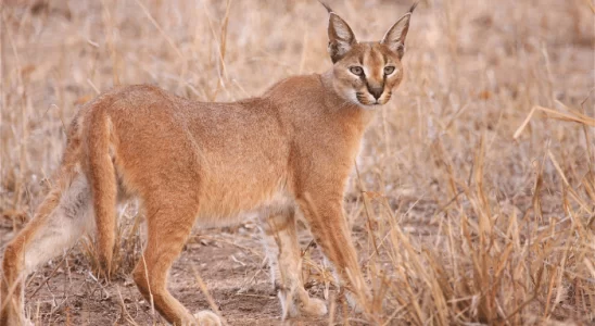 Caracal - Gato selvagem. Caçador rápido e oportunista. Confira!