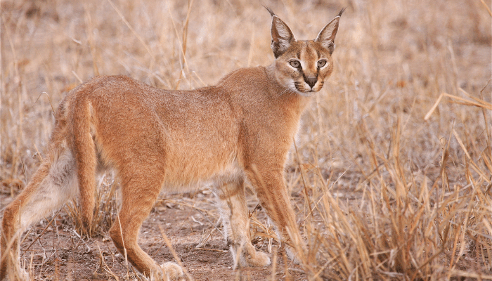 Gato selvagem caracal. #caracal #pets #animaisnotiktok #curiosidadeani