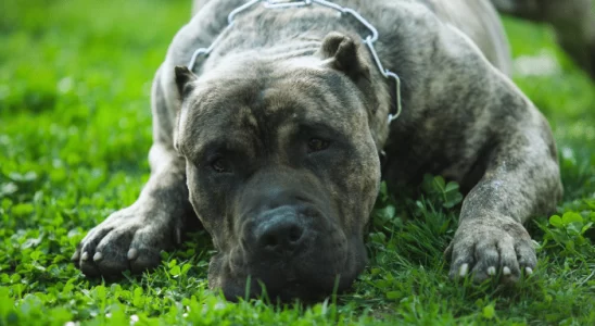 Dogue Canário - Forte e protetor. Descubra mais sobre este cão!