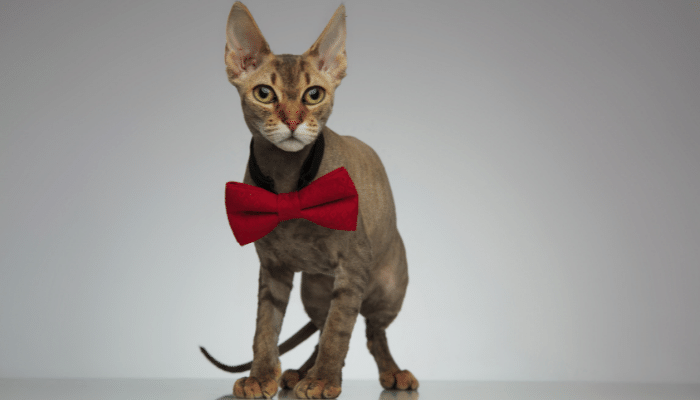 Gato Peterbald - Confira mais sobre esse felino híbrido!