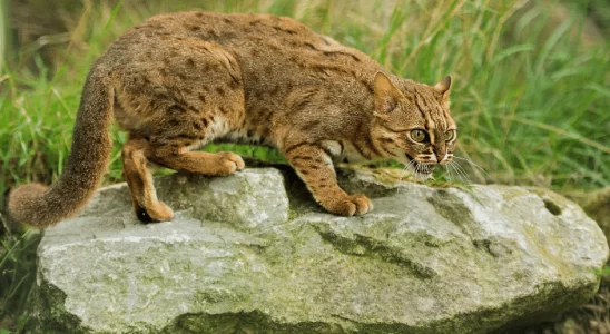 Gatos pequenos - Descubra algumas das menores raças de felinos